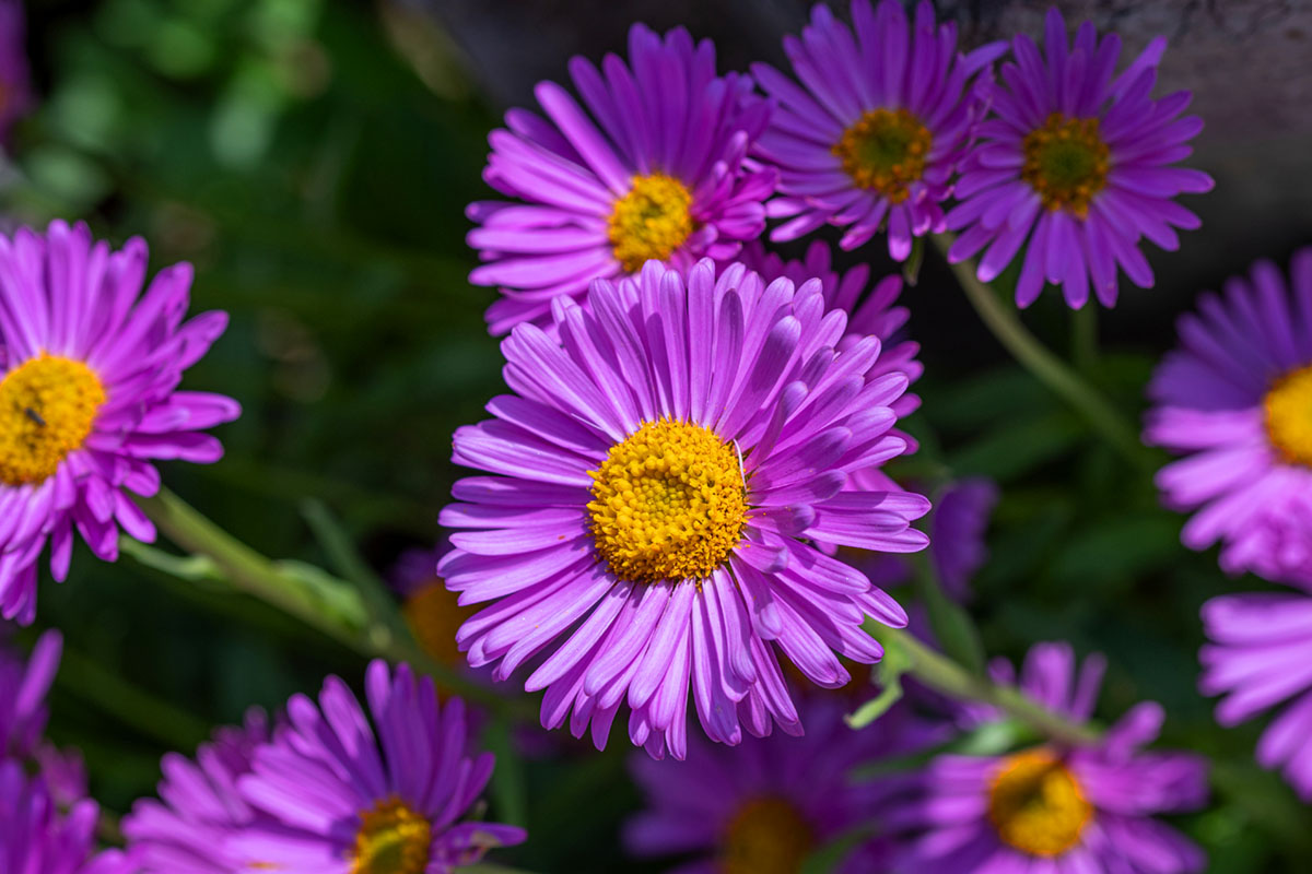 La Mirada Spring Beautification program California