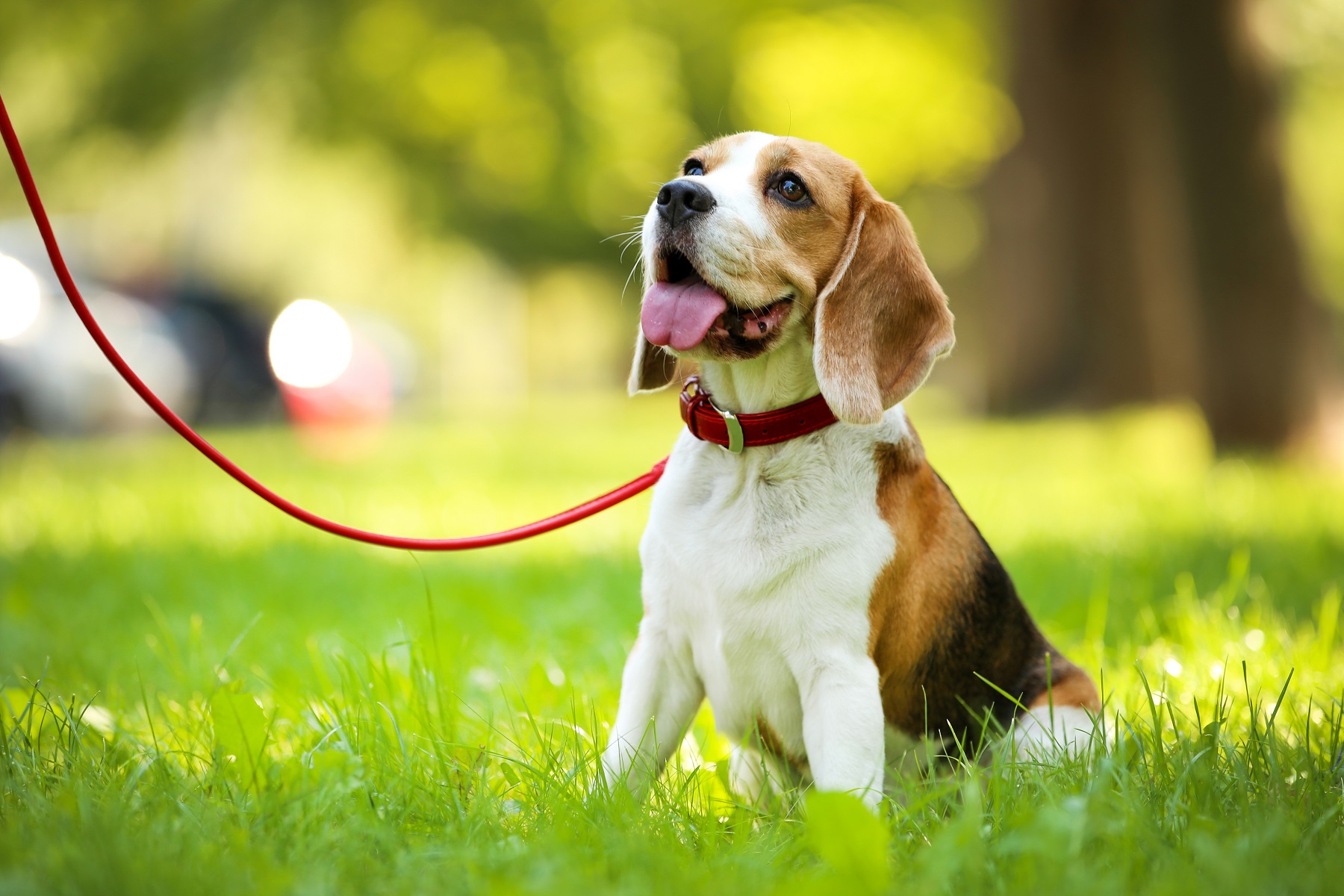 Bark in the Park La Mirada